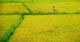 मेरा गांव और बचपन